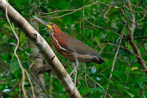 Marbled Tiger Heron