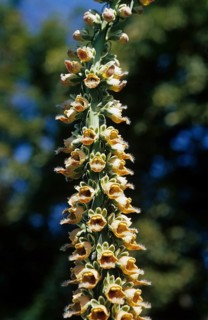 Rusty foxglove