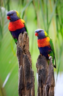 Coconut lorikeet