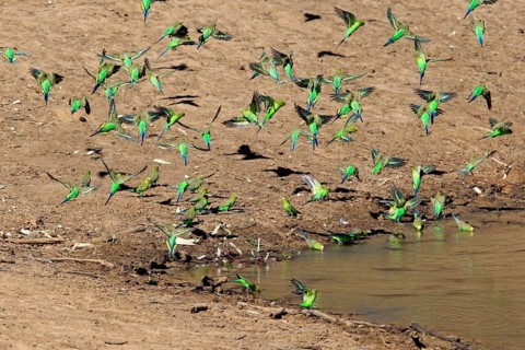 Budgie