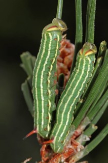Pine Hawk Moth
