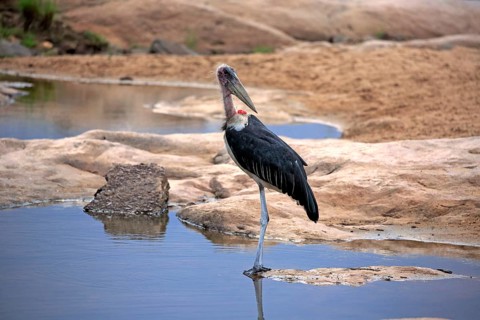 Marabou Stork