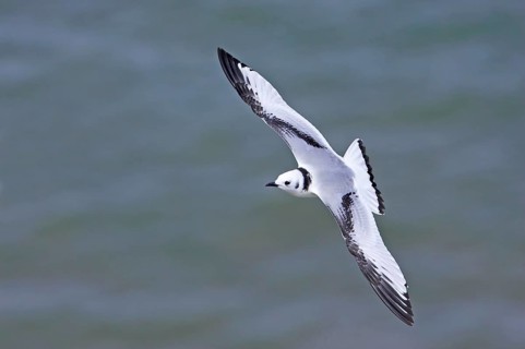 Larus tridactylus