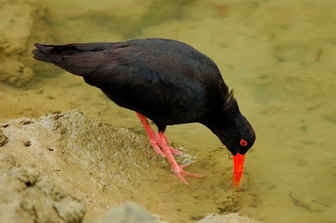 Variable oystercatcher