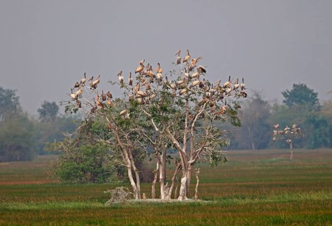 Spot-billed Pelican