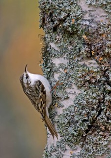 Eurasian treecreeper