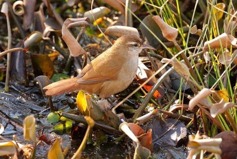 Curve-billed Reedhaunter