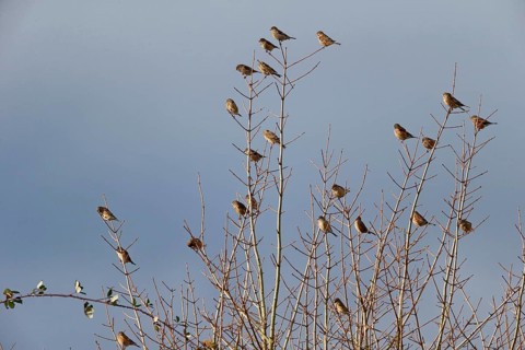 Eurasian Linnet