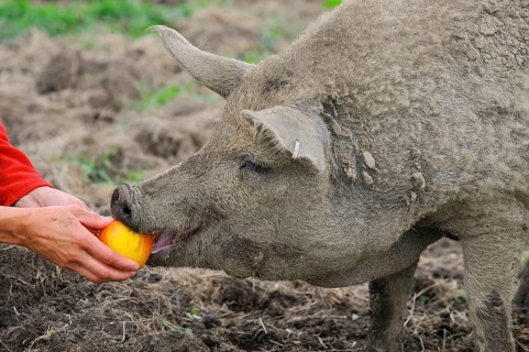Domestic pig
