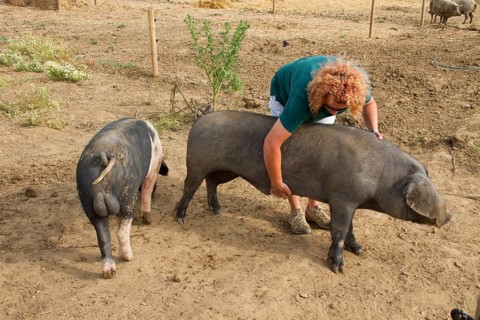 Domestic pig