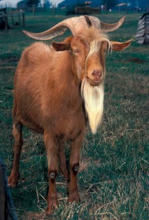 Domestic goat Golde