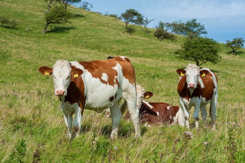 Domestic Cattle