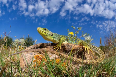 Subadult ocellated lizard