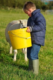 Sheep farming