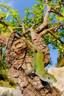 Italian wall lizard
