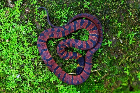 Red Coffee Snake