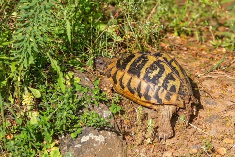 Greek tortoise
