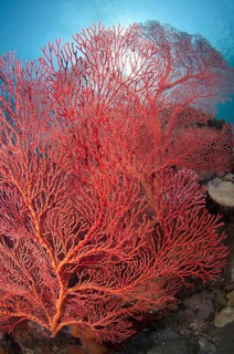 Soft coral