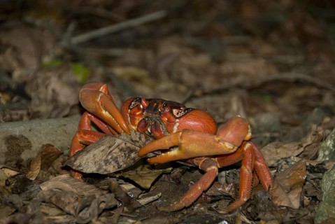 Christmas island red crab