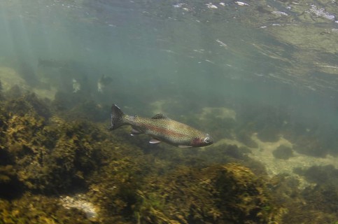 Rainbow trout