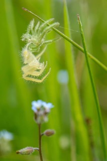 Green Crab Spider