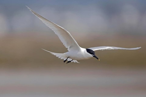 Sandwich Tern