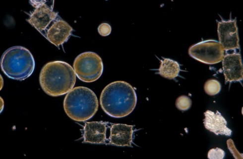 Plankton