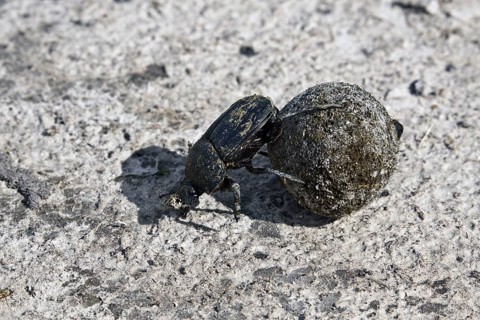 Dung or scarab beetle
