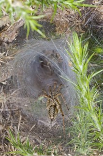 Labyrinth Spider