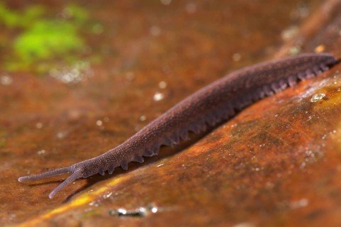 Adult Andean velvet worm