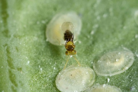 An adult parasitoid wasp