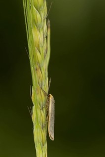 Common footman