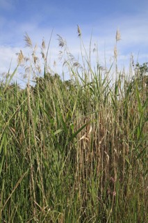 Common reed