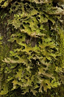 Tree lungwort
