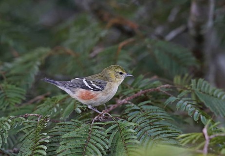 Bay-breasted warbler