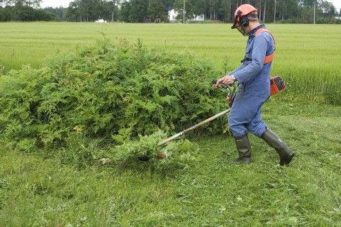 Man with strimmer on the farm cutting back the ferns at the edge of the field