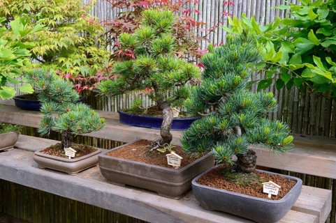 Scots pine