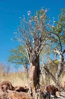 Bushman poison