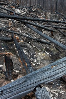 Charred logs burnt by forest fire