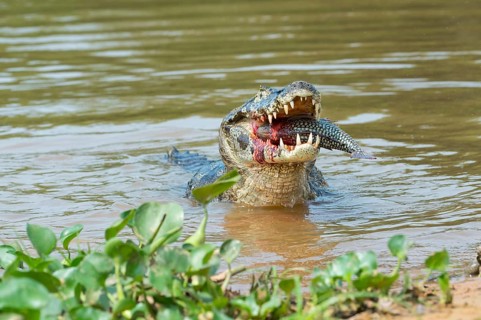 Yacare caiman