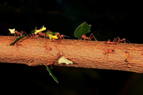 Leafcutter ant