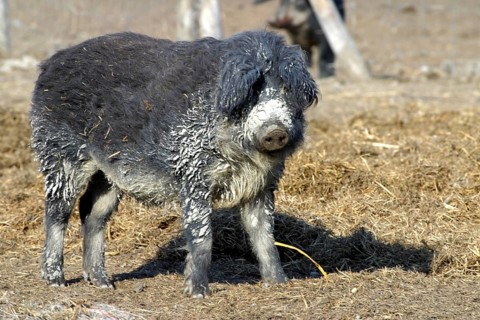 Mangalica pig