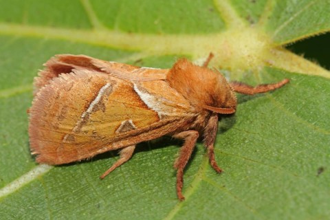 Dock rootworm