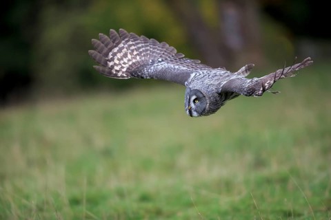 Great Grey Owl