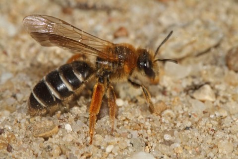 Furrowing bee