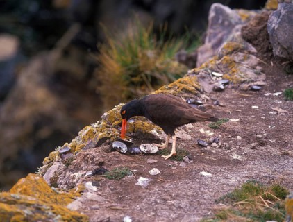 Blackish oystercatcher