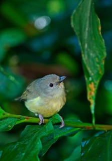 Blue Mountain Vireo