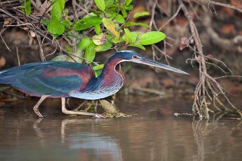 Agami heron