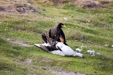 Striated Caracara