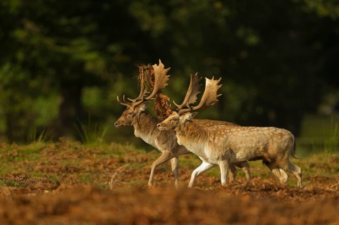 Fallow deer